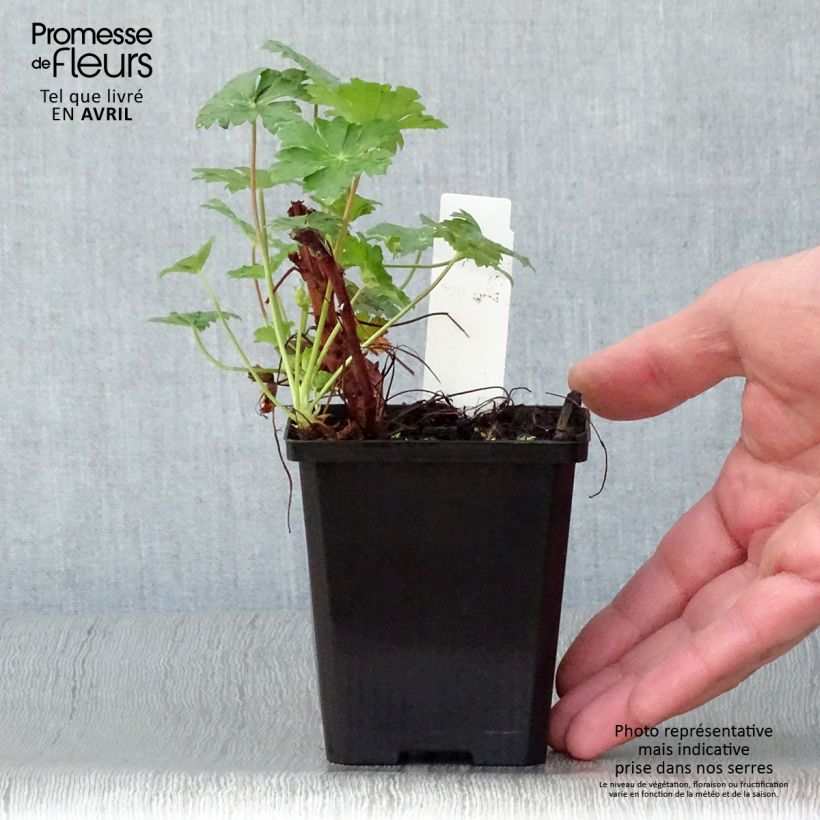 Example of Geranium cantabrigiense Karmina - Cambridge Storchschnabel Kleine Töpfe von 8/9 cm as you get in printemps