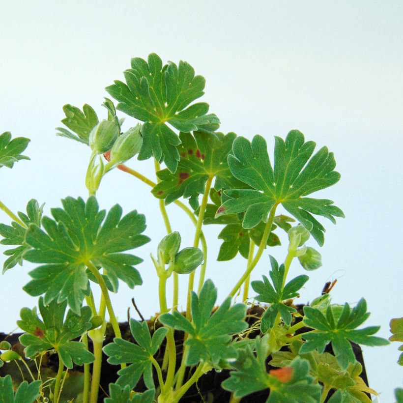 Geranium cinereum Ballerina - Aschgrauer Storchschnabel (Foliage)