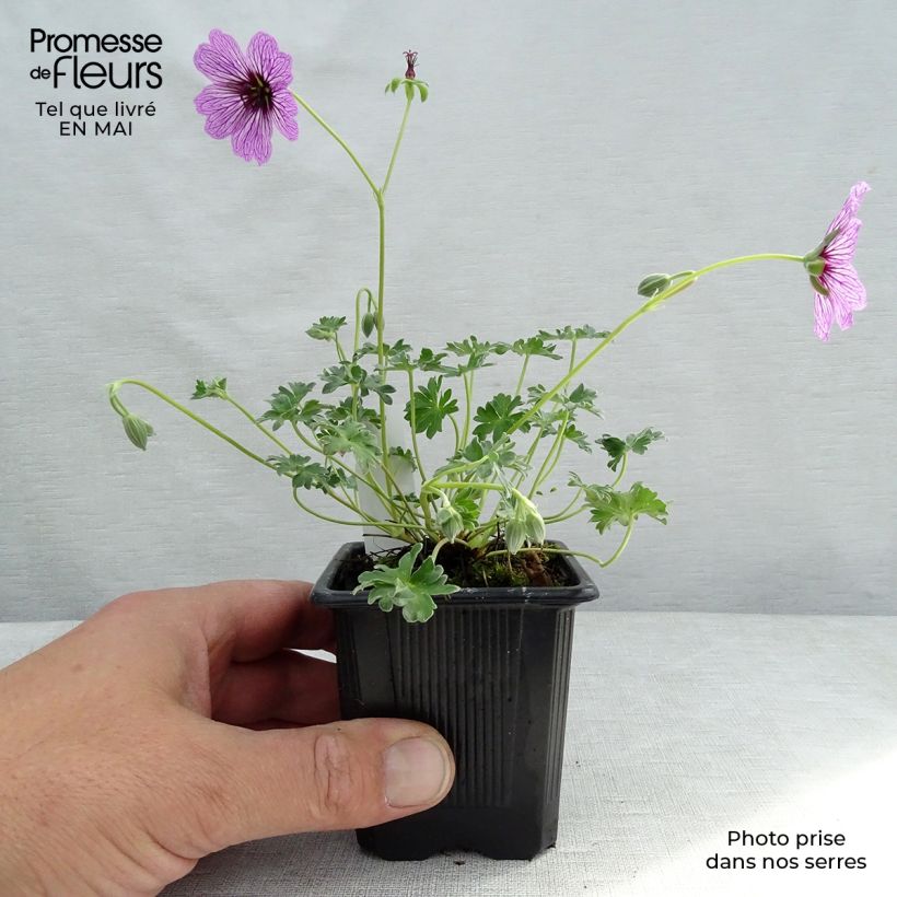 Example of Geranium cinereum Ballerina - Aschgrauer Storchschnabel Kleine Töpfe von 8/9 cm as you get in printemps