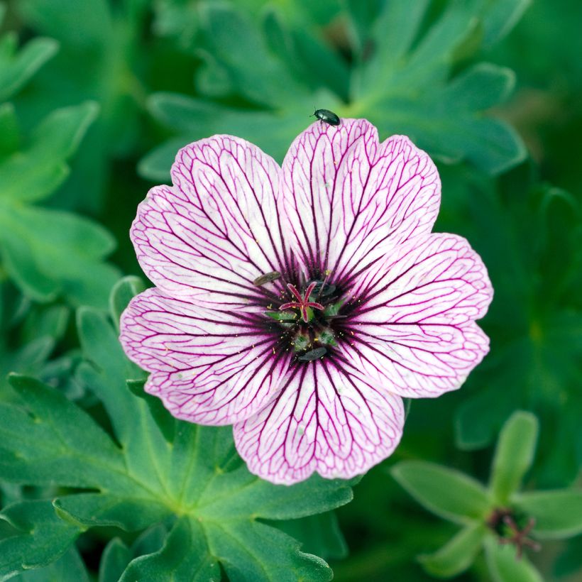Geranium cinereum Ballerina - Aschgrauer Storchschnabel (Flowering)