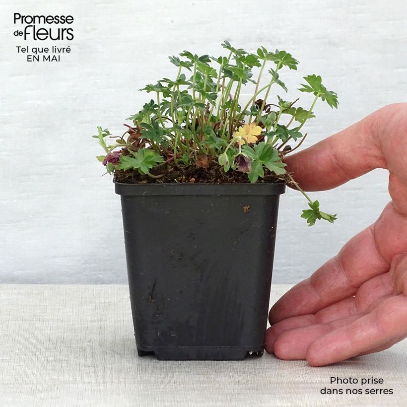 Example of Geranium cinereum Jolly Jewel Night - Aschgrauer Storchschnabel Kleine Töpfe von 8/9 cm as you get in printemps