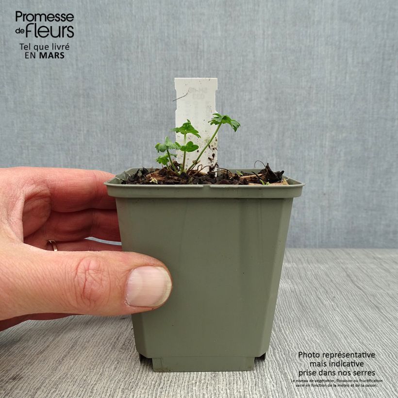 Example of Geranium cinereum Jolly Jewel Salmon - Aschgrauer Storchschnabel Kleine Töpfe von 8/9 cm as you get in printemps