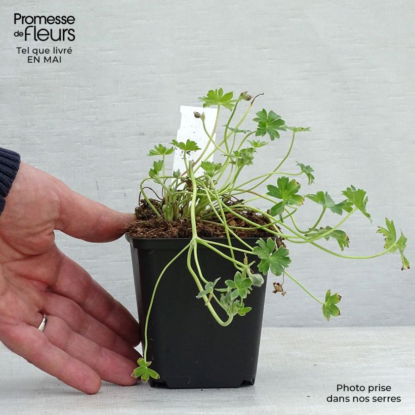 Exemplar von Geranium cinereum Jolly Jewel Violet - Aschgrauer Storchschnabel Kleine Töpfe von 8/9 cm wie im Frühjahr geliefert