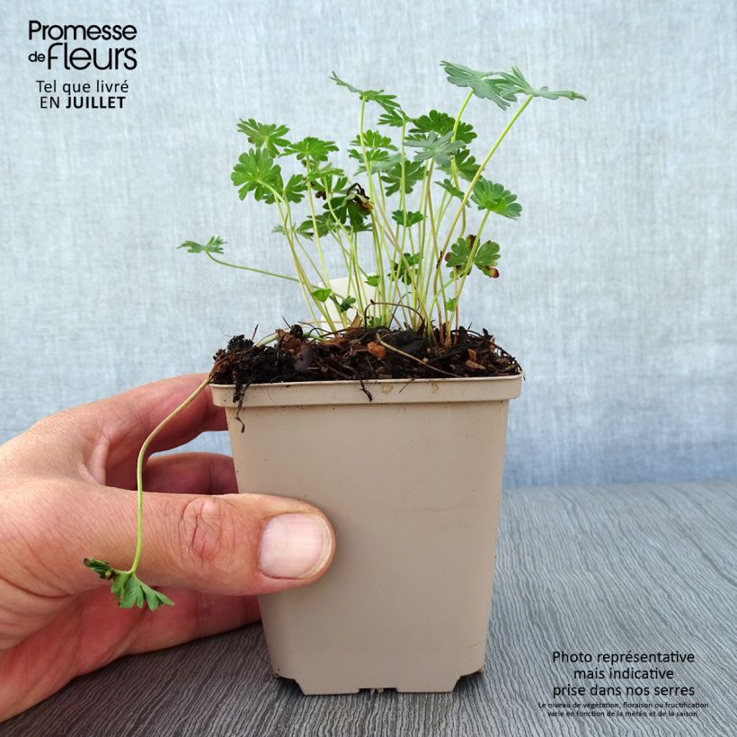 Exemplar von Geranium cinereum v. subcaulescens Giuseppii - Aschgrauer Storchschnabel Kleine Töpfe von 8/9 cm wie im Sommer geliefert