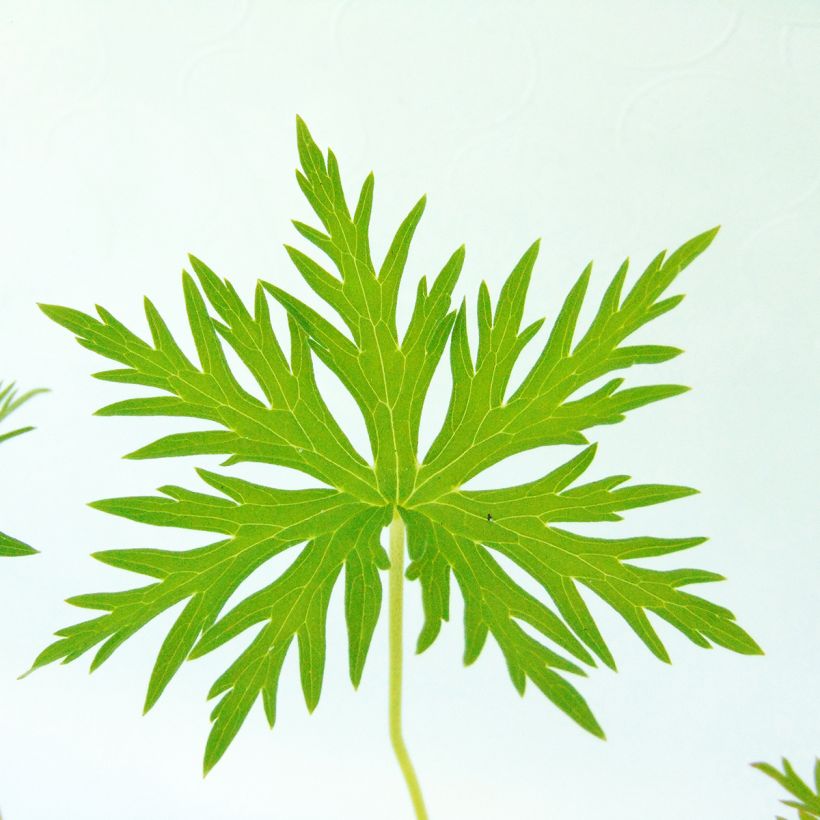 Geranium clarkei Kashmir Blue - Clarkes Storchschnabel (Foliage)