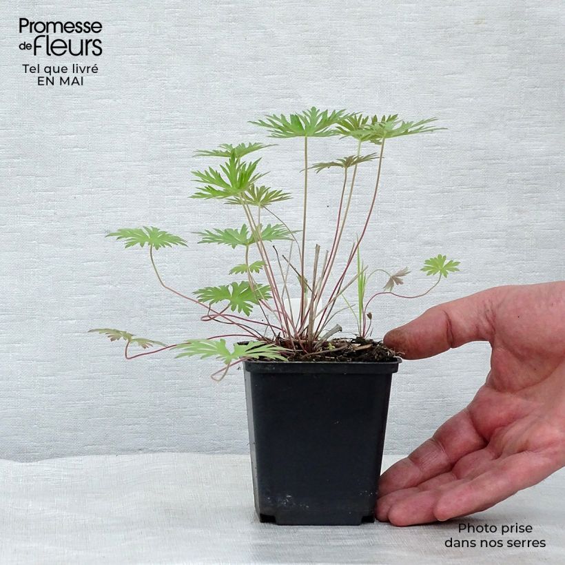 Example of Geranium clarkei Kashmir Blue - Clarkes Storchschnabel Kleine Töpfe von 8/9 cm as you get in printemps