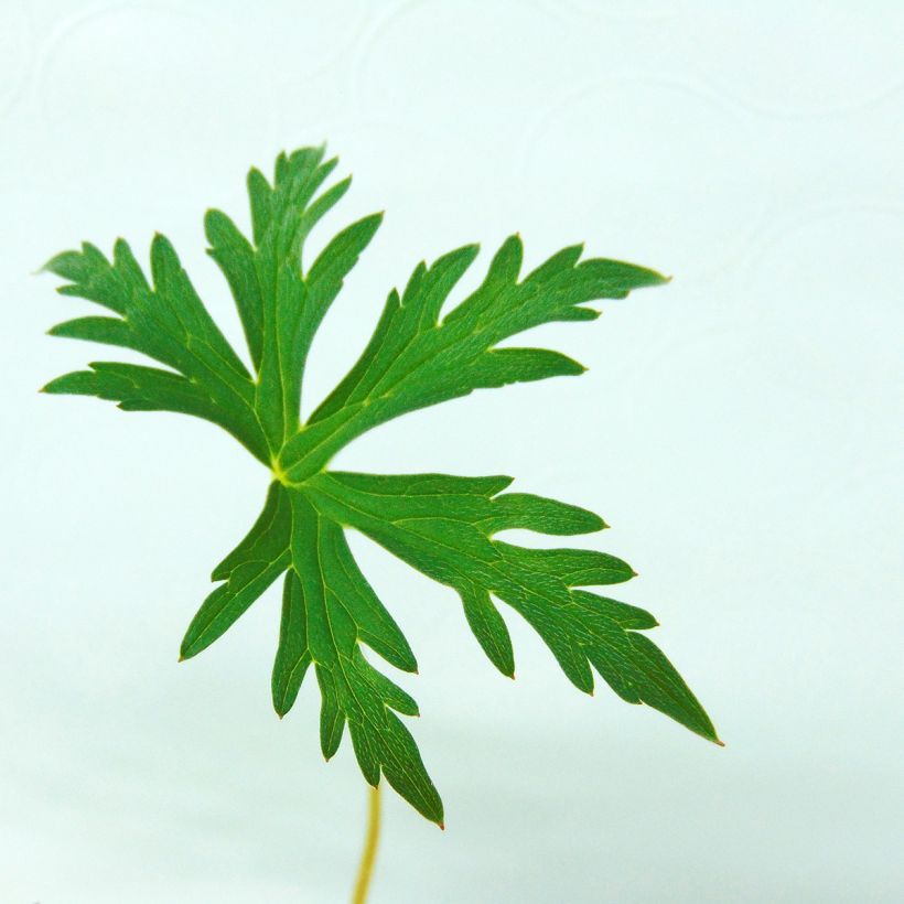 Geranium clarkei Kashmir White - Clarkes Storchschnabel (Foliage)