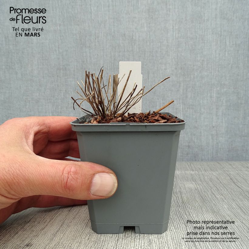 Example of Geranium clarkei Kashmir White - Clarkes Storchschnabel Kleine Töpfe von 8/9 cm as you get in printemps