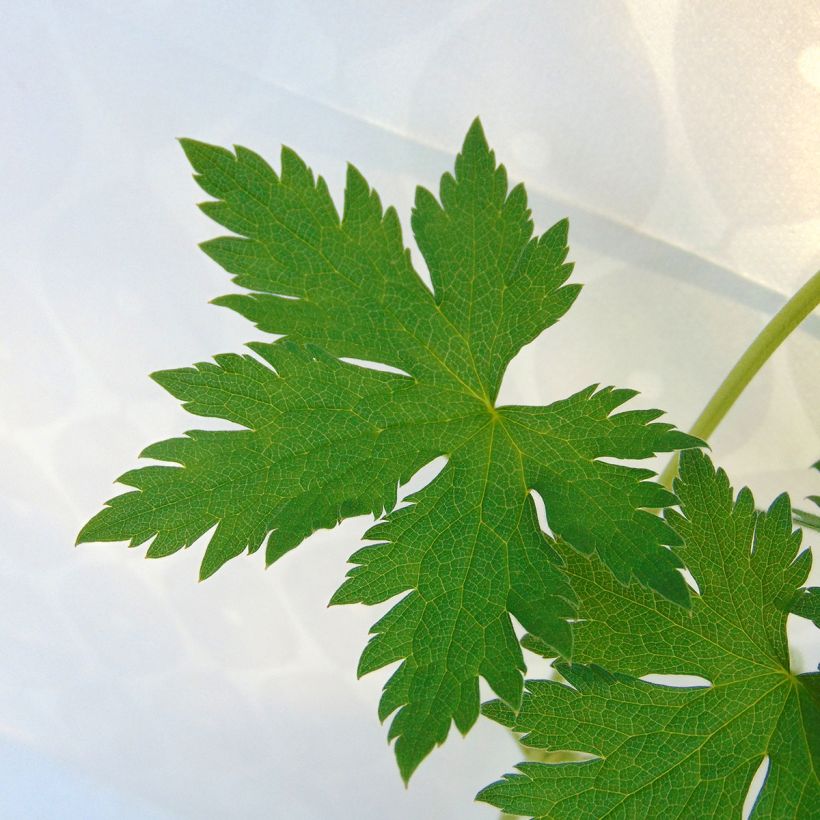 Geranium endressii - Pyrenäen-Storchschnabel (Foliage)