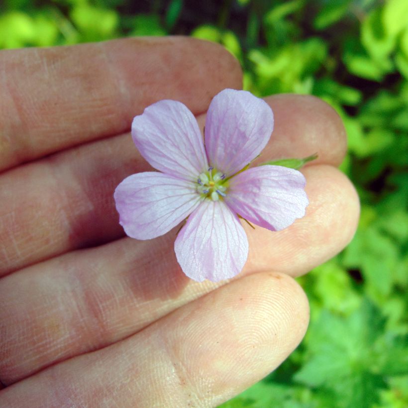 Geranium endressii - Pyrenäen-Storchschnabel (Flowering)