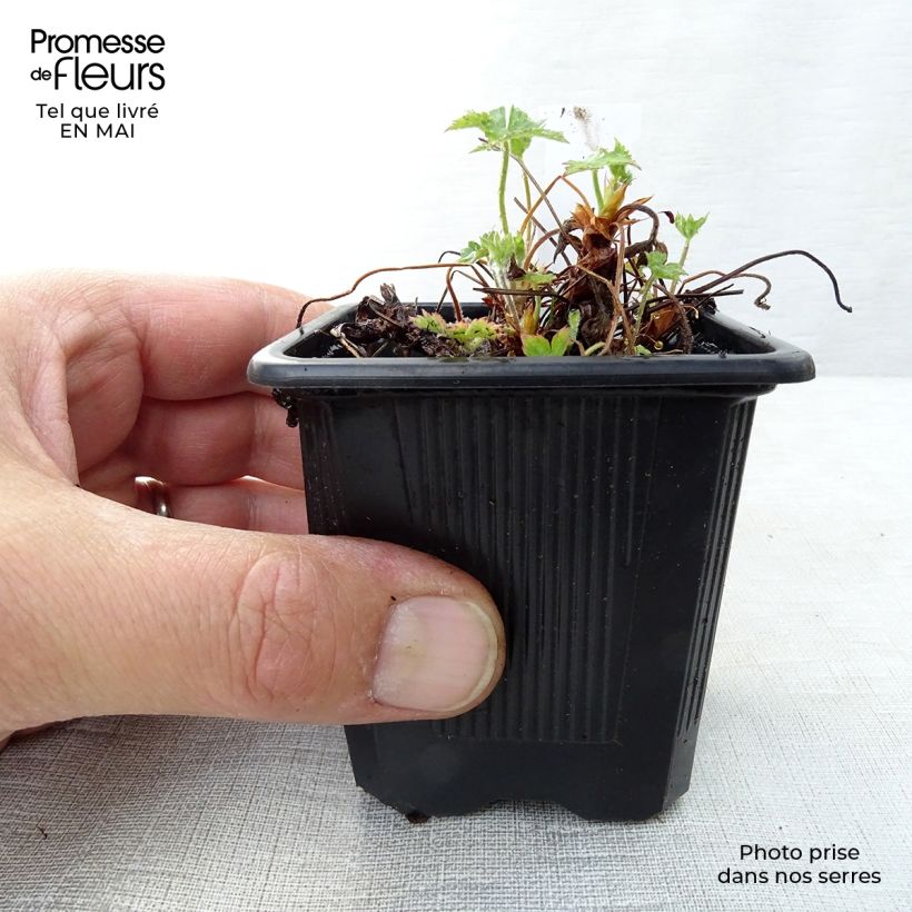 Example of Geranium endressii - Pyrenäen-Storchschnabel Kleine Töpfe von 8/9 cm as you get in printemps