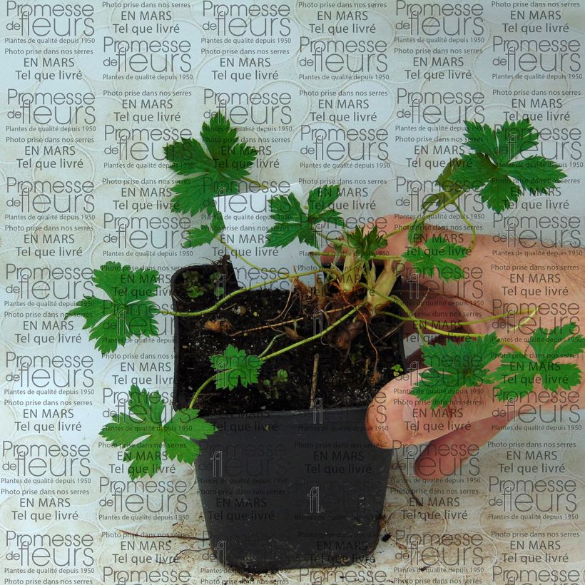 Example of Geranium endressii Beholder's Eye - Pyrenäen-Storchschnabel Kleine Töpfe von 8/9 cm as you get