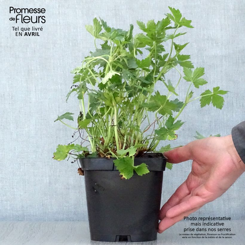 Example of Geranium endressii - Pyrenäen-Storchschnabel Topf mit 2L/3L as you get in printemps