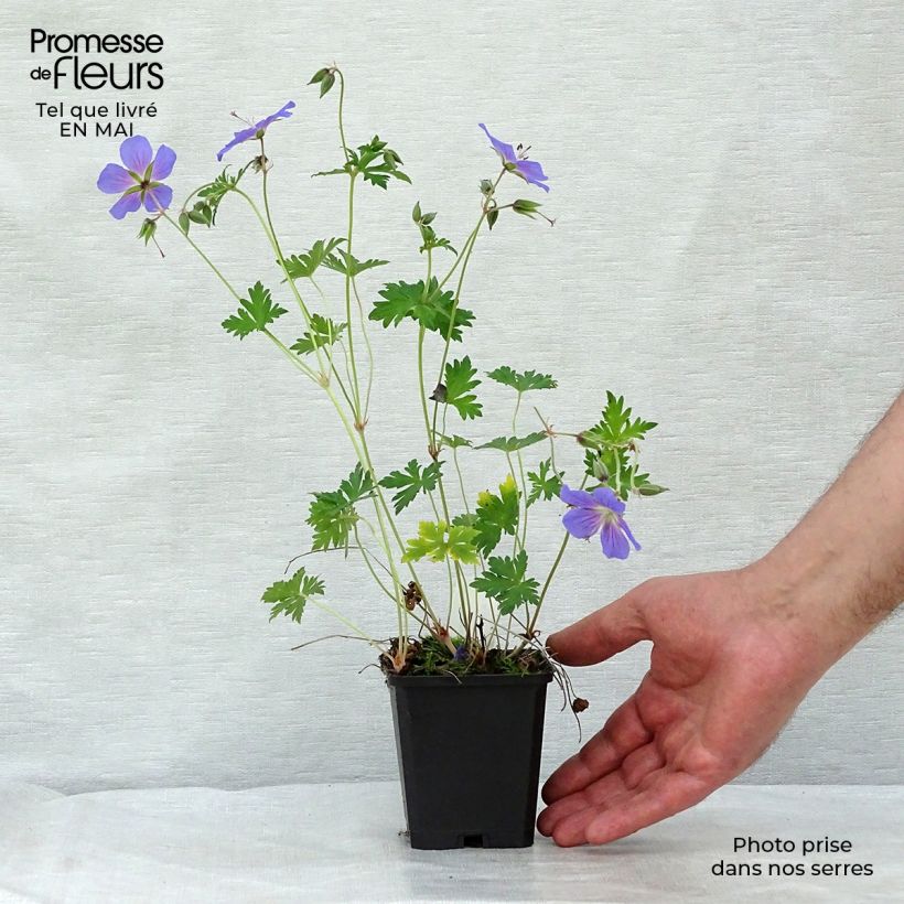 Example of Geranium himalayense - Himalaya-Storchschnabel Kleine Töpfe von 8/9 cm as you get in printemps