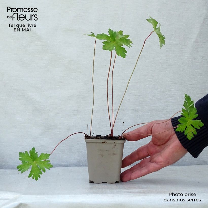 Example of Geranium himalayense Derrick Cook Kleine Töpfe von 8/9 cm as you get in printemps