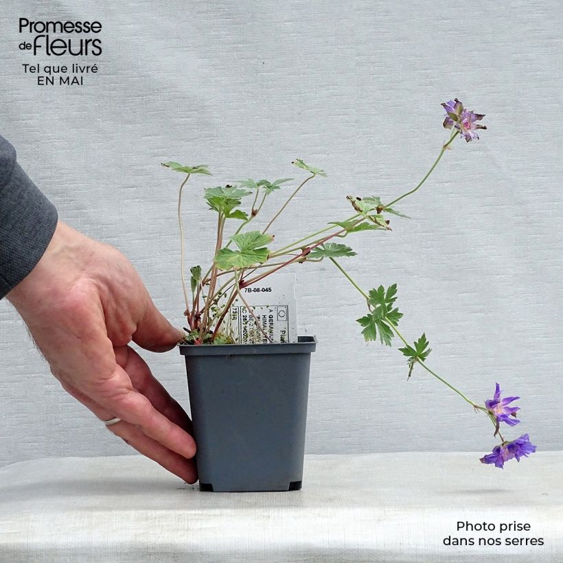 Example of Geranium himalayense Plenum Kleine Töpfe von 8/9 cm as you get in printemps