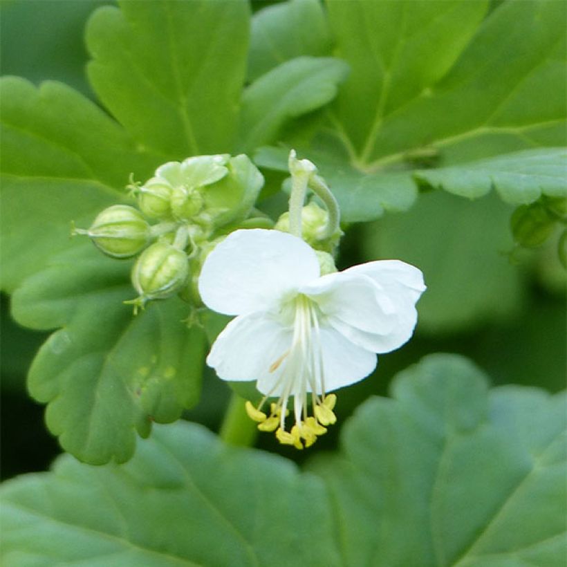 Geranium macrorrhizum White Ness - Balkan-Storchschnabel (Foliage)