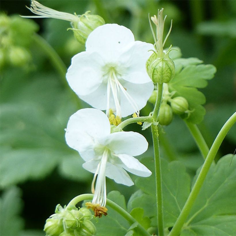 Geranium macrorrhizum White Ness - Balkan-Storchschnabel (Flowering)