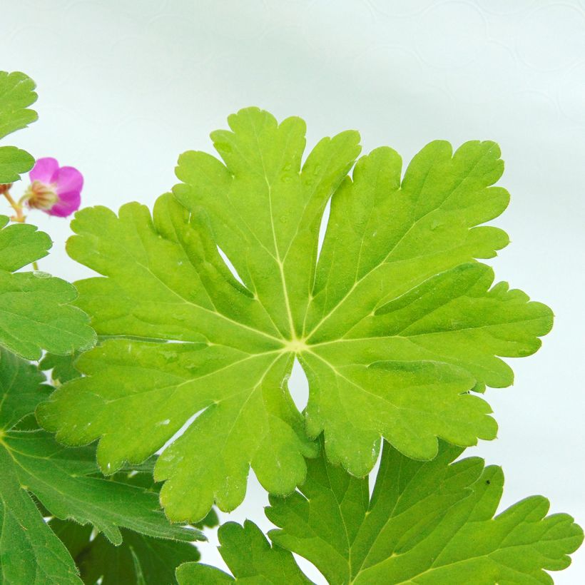 Geranium macrorrhizum - Balkan-Storchschnabel (Foliage)
