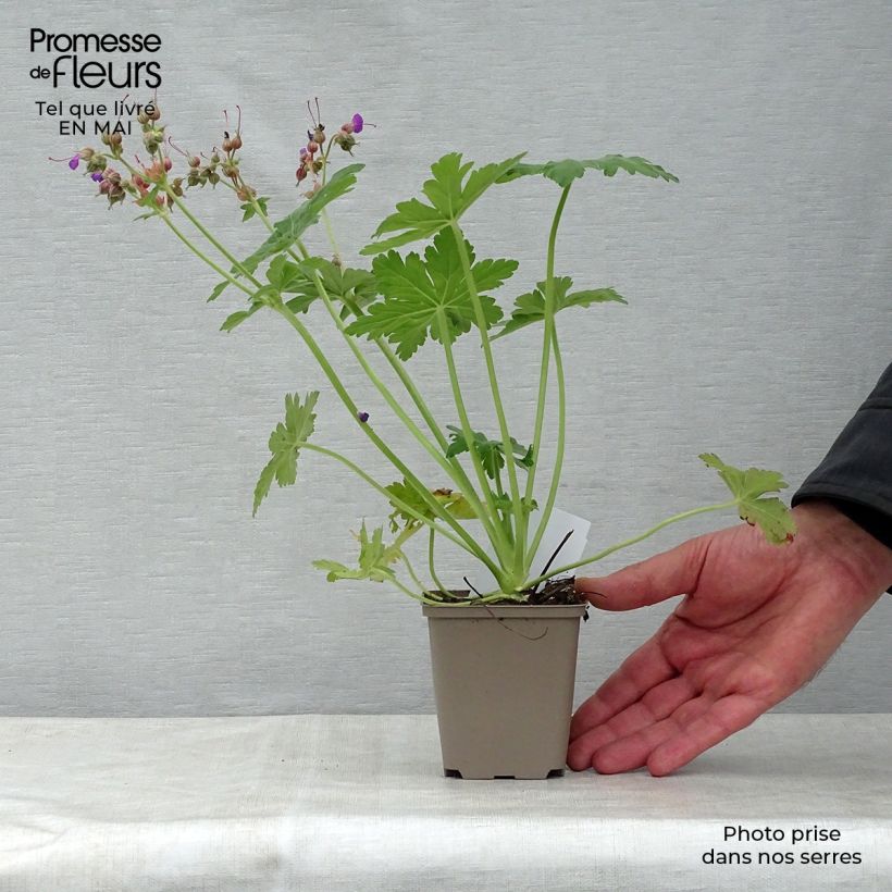 Example of Geranium macrorrhizum Bevan s Variety - Balkan-Storchschnabel Kleine Töpfe von 8/9 cm as you get in printemps