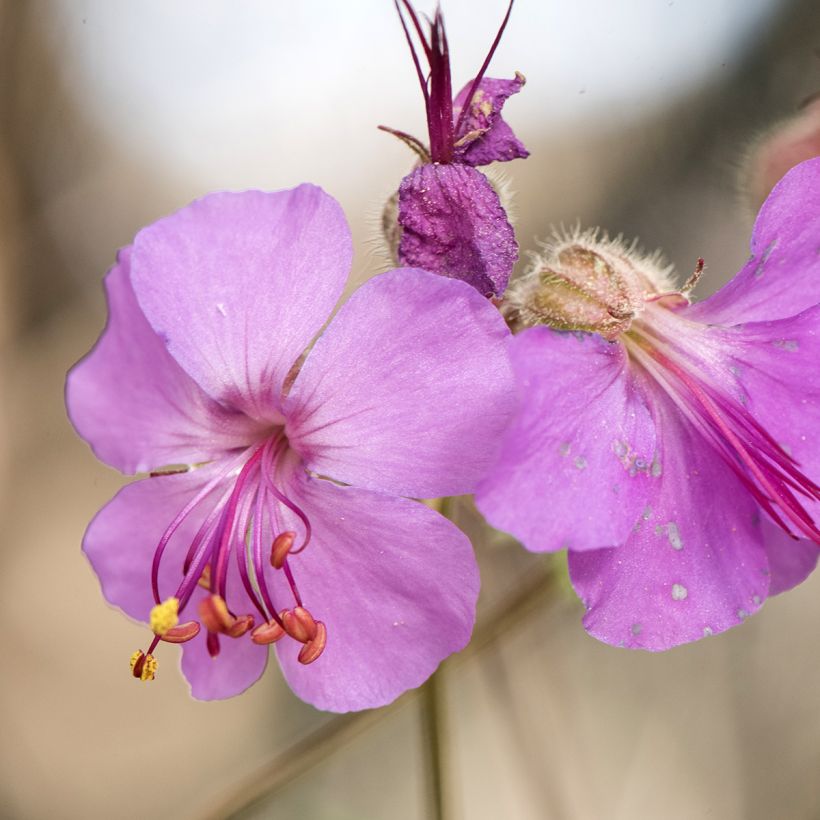 Geranium macrorrhizum - Balkan-Storchschnabel (Flowering)