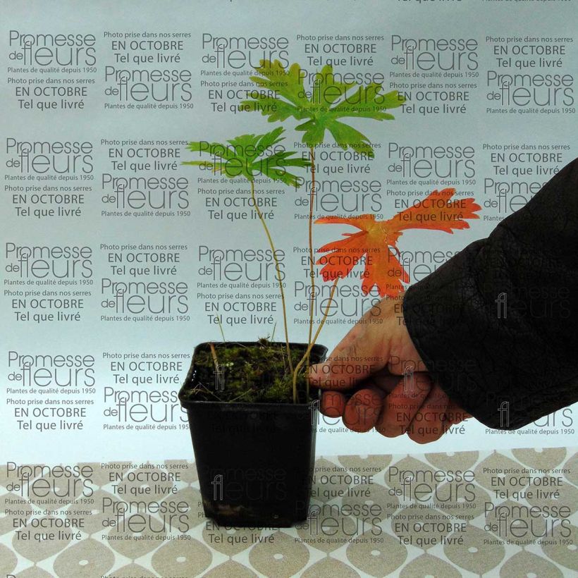 Beispiel eines Exemplars von Geranium maculatum - Dunkelblättriger Storchschnabel Kleine Töpfe von 8/9 cm wie geliefert