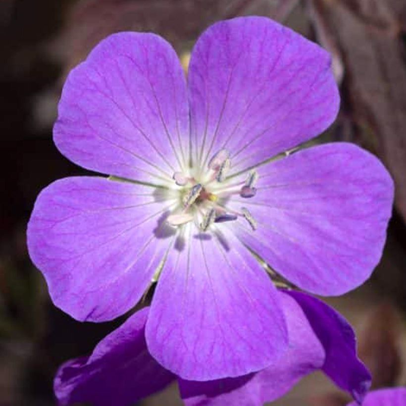 Geranium maculatum Stormy Night - Dunkelblättriger Storchschnabel (Flowering)