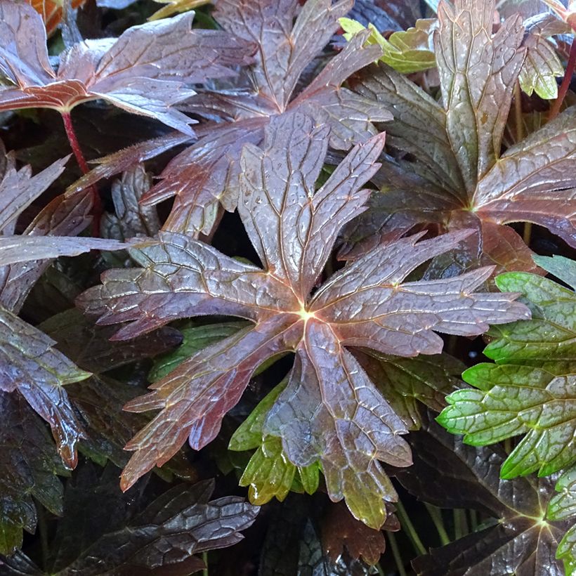 Geranium maculatum Stormy Night - Dunkelblättriger Storchschnabel (Foliage)