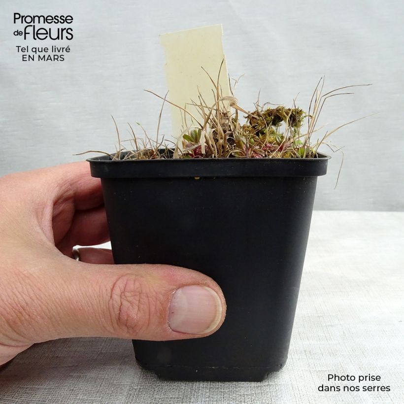 Example of Geranium maculatum Vickie Lynn - Dunkelblättriger Storchschnabel Kleine Töpfe von 8/9 cm as you get in printemps