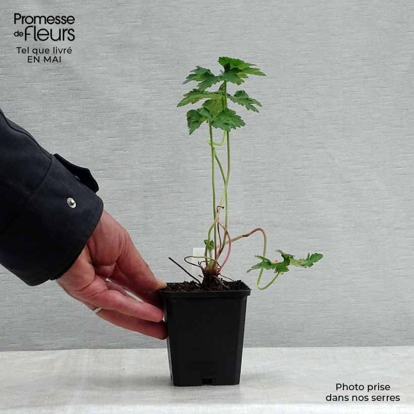 Example of Geranium magnificum - Großer Storchschnabel Kleine Töpfe von 8/9 cm as you get in printemps