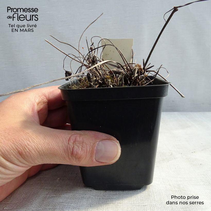 Exemplar von Geranium magnificum Blue Blood - Großer Storchschnabel Kleine Töpfe von 8/9 cm wie im Frühjahr geliefert