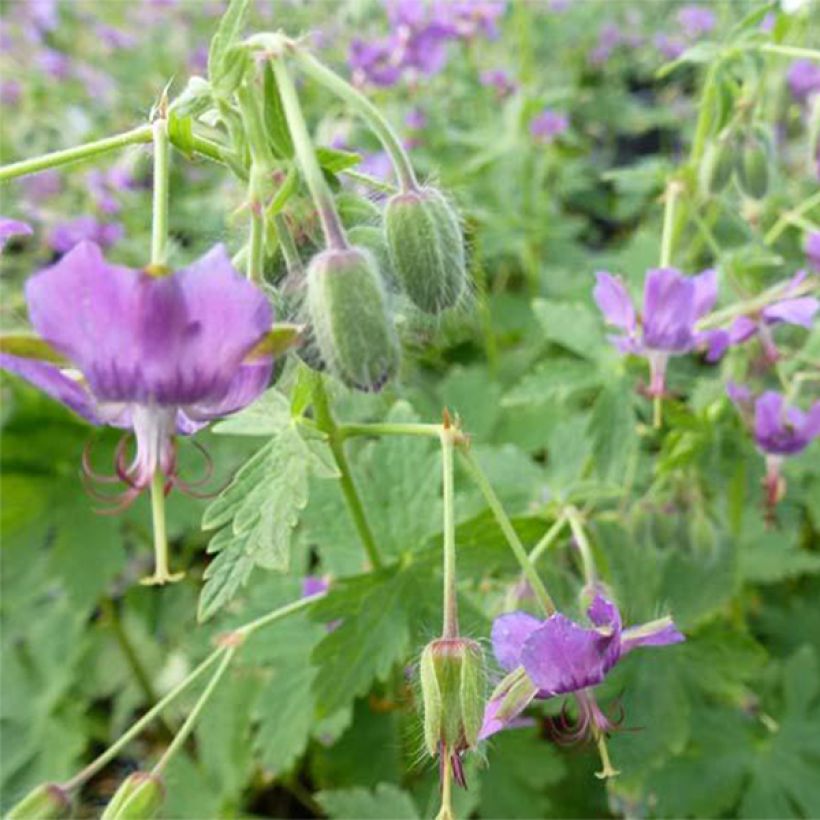 Geranium monacense - Storchschnabel (Blüte)