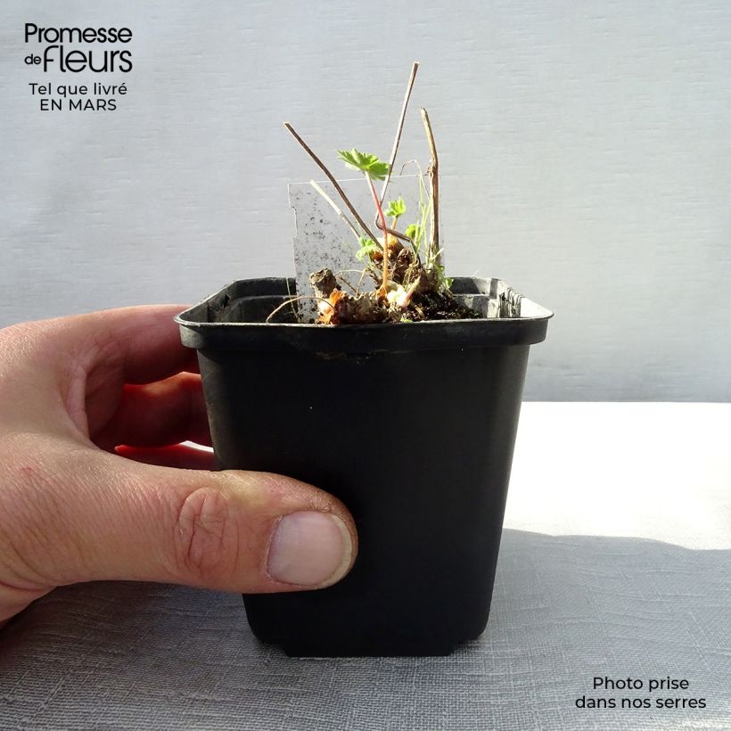 Exemplar von Geranium monacense - Storchschnabel Kleine Töpfe von 8/9 cm wie im Frühjahr geliefert