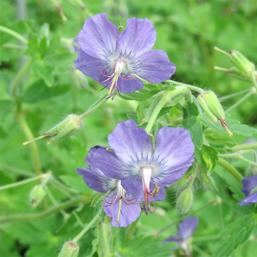 Geranium monacense var. anglicum - Storchschnabel (Blüte)