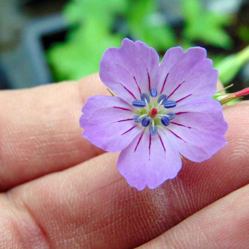Geranium nodosum - Knotiger Bergwald Storchschnabel (Flowering)