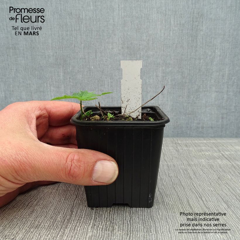 Example of Geranium nodosum Silverwood - Knotiger Bergwald Storchschnabel Kleine Töpfe von 8/9 cm as you get in printemps