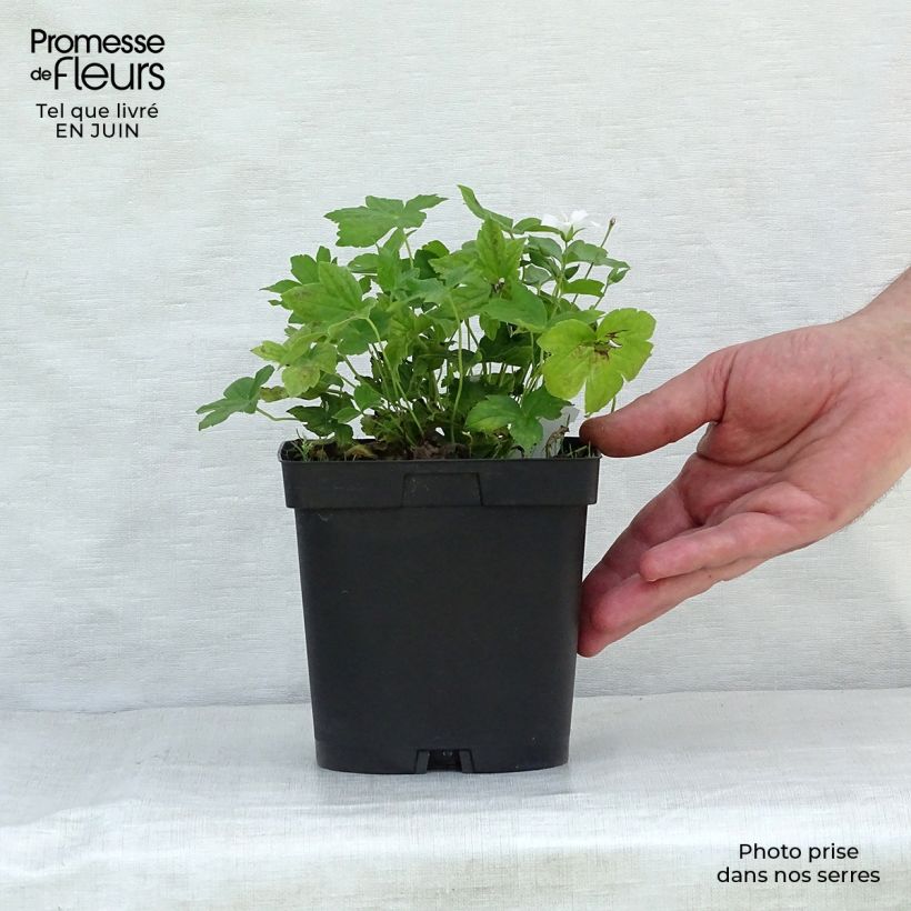 Example of Geranium nodosum Silverwood - Knotiger Bergwald Storchschnabel Topf mit 2L/3L as you get in ete