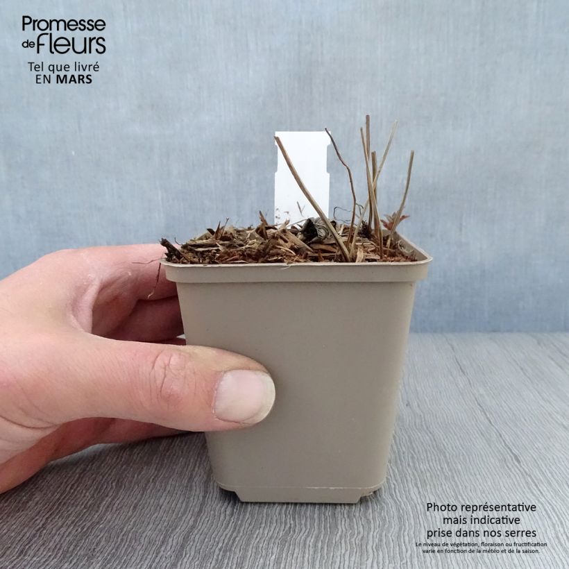 Example of Geranium nodosum Simon - Knotiger Bergwald Storchschnabel Kleine Töpfe von 8/9 cm as you get in printemps