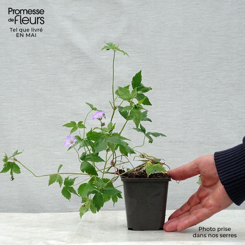 Example of Geranium nodosum - Knotiger Bergwald Storchschnabel Kleine Töpfe von 8/9 cm as you get in printemps