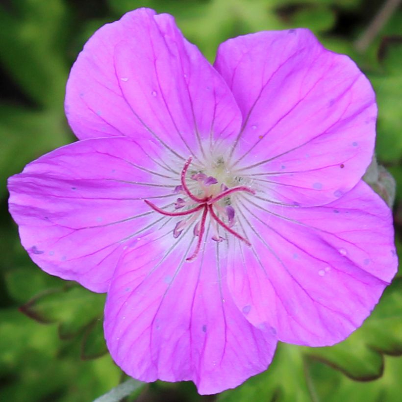 Geranium orientalitibeticum - Storchschnabel (Flowering)
