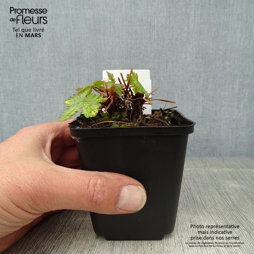 Exemplar von Geranium oxonianum Ankum's White - Oxford-Storchschnabel Kleine Töpfe von 8/9 cm wie im Frühjahr geliefert