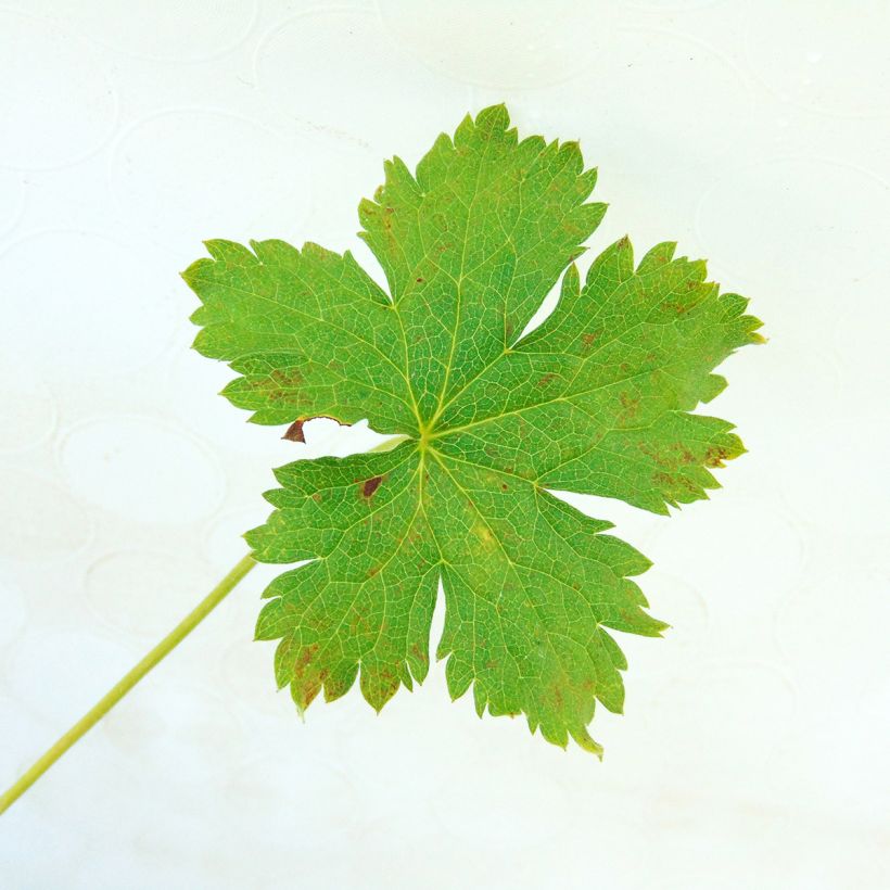 Geranium oxonianum Claridge Druce - Oxford-Storchschnabel (Foliage)