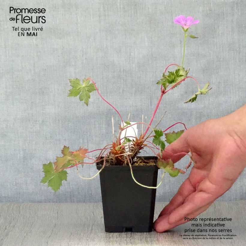 Example of Geranium oxonianum Claridge Druce - Oxford-Storchschnabel Kleine Töpfe von 8/9 cm as you get in printemps