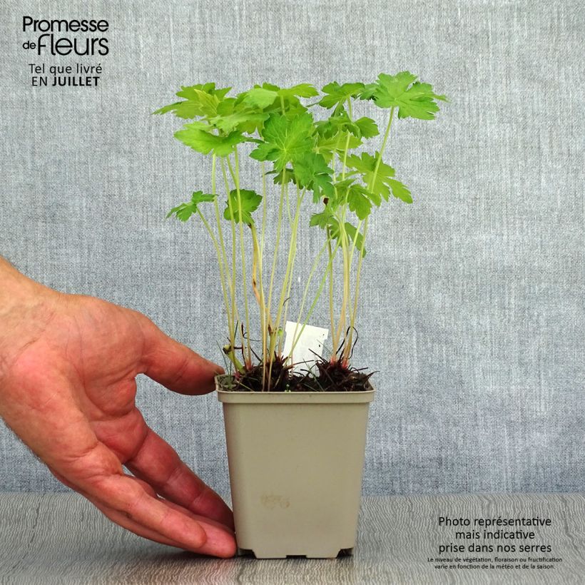 Exemplar von Geranium oxonianum Hollywood - Oxford-Storchschnabel Kleine Töpfe von 8/9 cm wie im Sommer geliefert