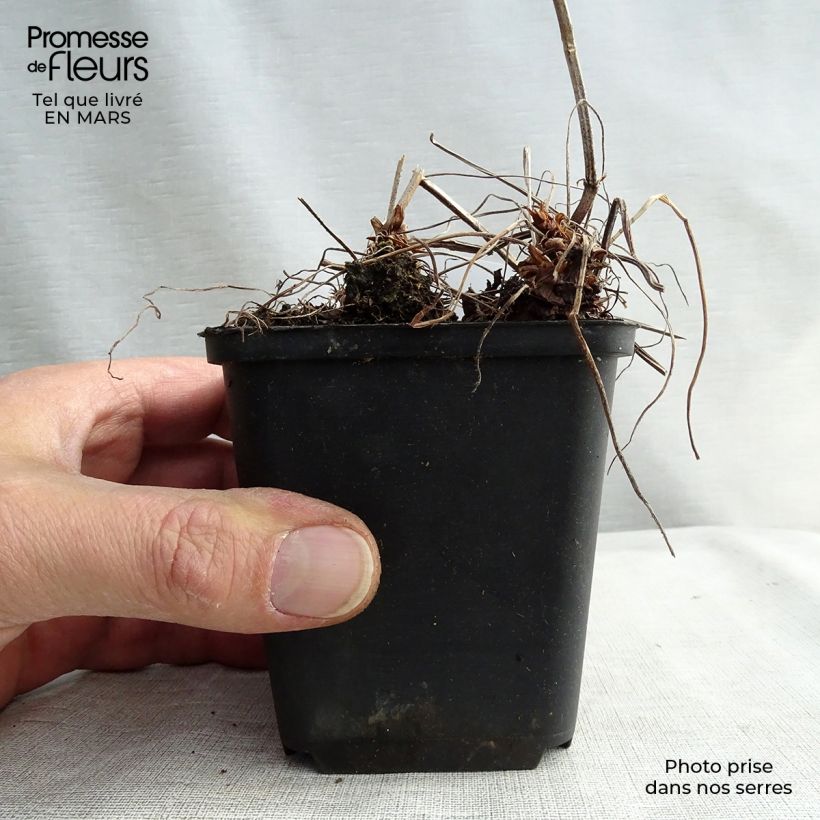 Exemplar von Geranium oxonianum Katherine Adele - Oxford-Storchschnabel Kleine Töpfe von 8/9 cm wie im Frühjahr geliefert