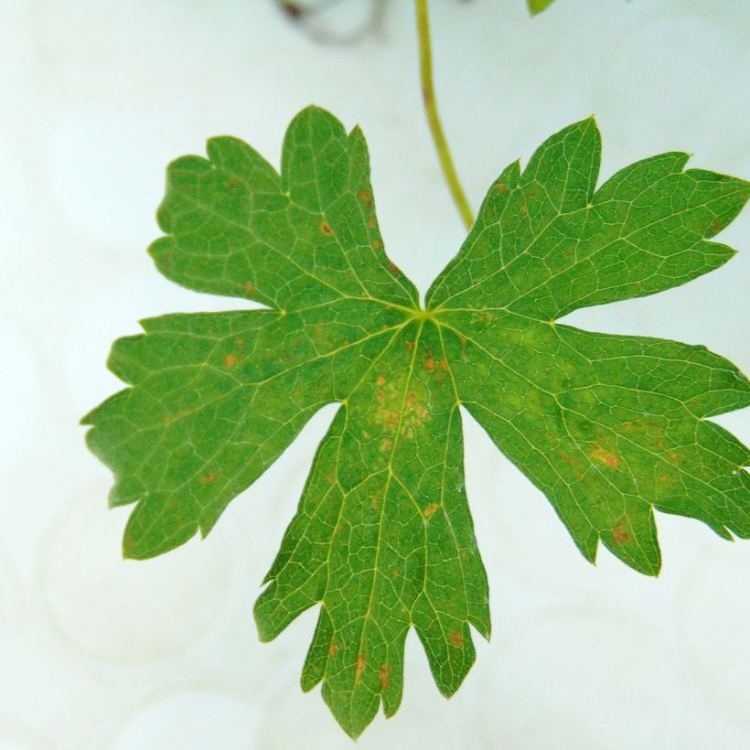 Geranium oxonianum Rosenlicht - Oxford-Storchschnabel (Foliage)