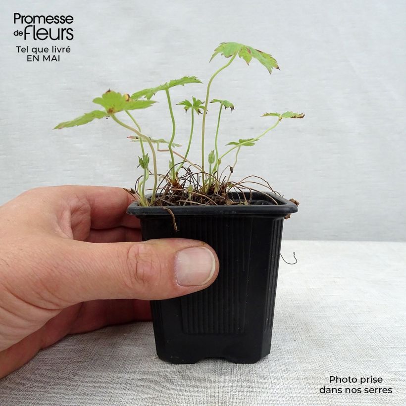 Example of Geranium oxonianum Rosenlicht - Oxford-Storchschnabel Kleine Töpfe von 8/9 cm as you get in printemps