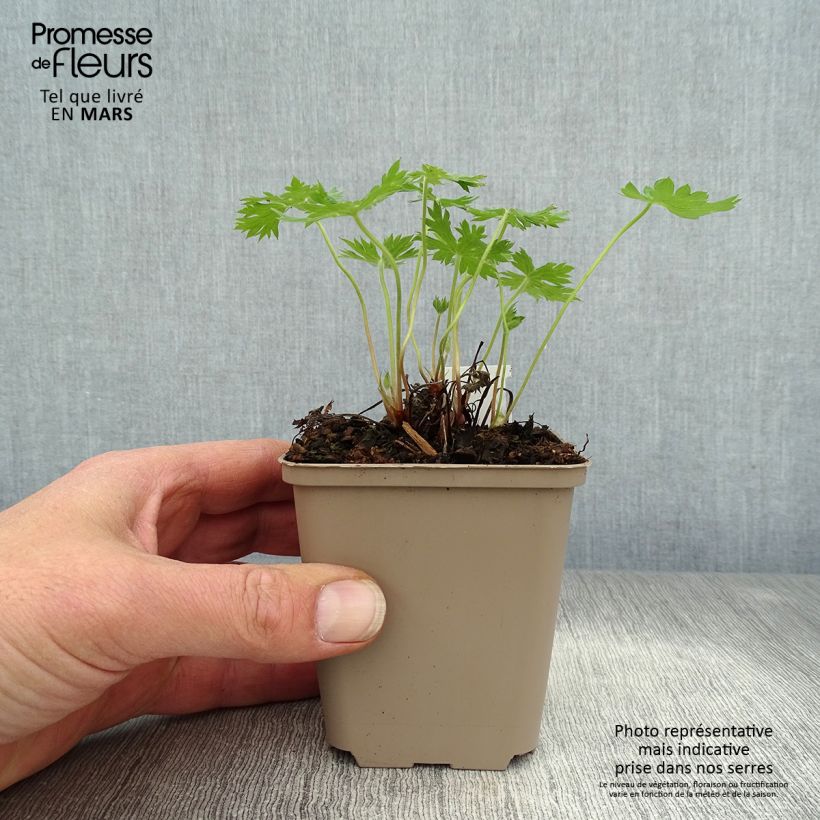 Example of Geranium oxonianum Sherwood - Oxford-Storchschnabel Kleine Töpfe von 8/9 cm as you get in printemps