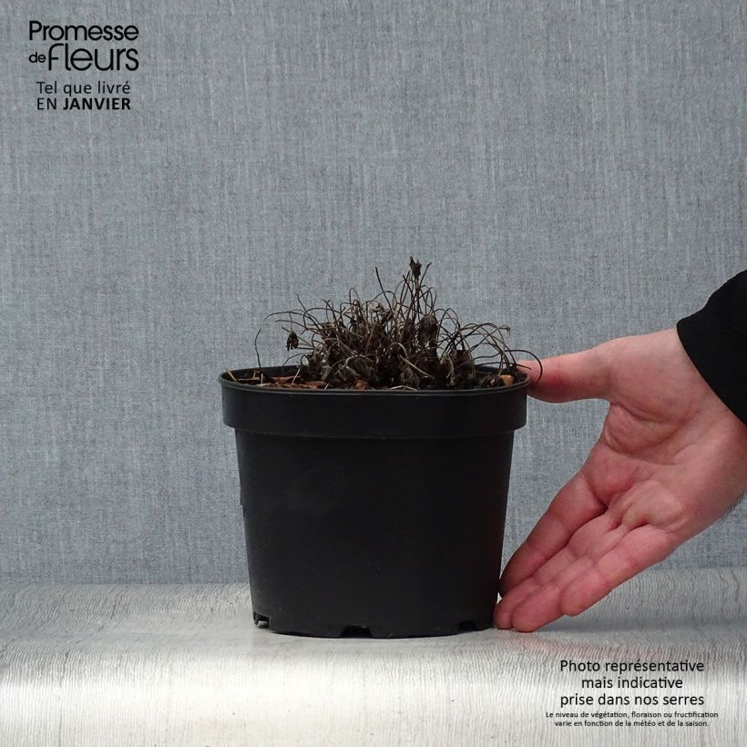 Example of Geranium oxonianum Sherwood - Oxford-Storchschnabel Topf mit 2L/3L as you get in hiver