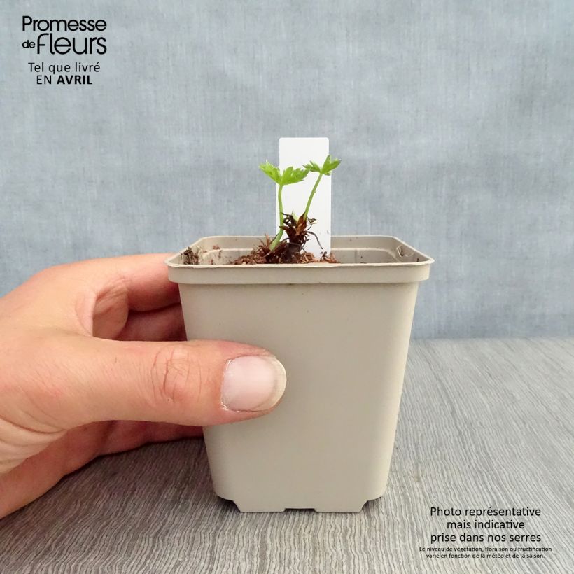 Exemplar von Geranium oxonianum f. thurstonianum Southcombe Double - Oxford-Storchschnabel Kleine Töpfe von 8/9 cm wie im Frühjahr geliefert